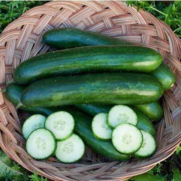 CUCUMBER (field) Variety: Green Finger Days to Maturity: 60 Spacing: