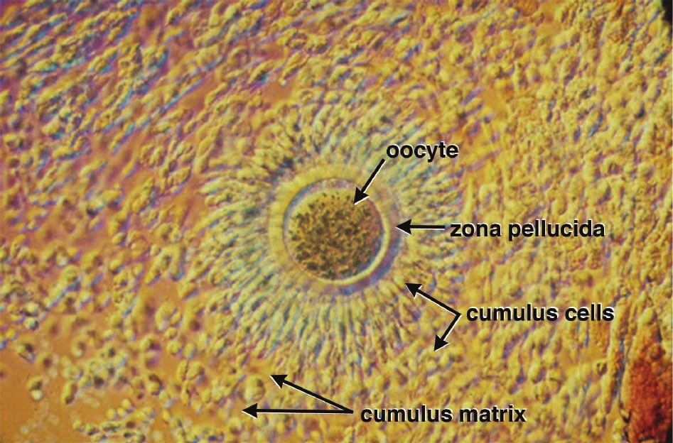itself (oocyte) is embedded in a mass of cumulus cells and their viscous, elastic secretion (Figure 2). Immediately around the oocyte is an elastic protein shell called the zona pellucida.