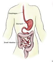 Absorption through: Stomach Small intestine Large intestine