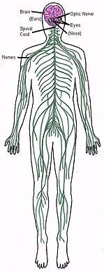Central Nervous System - stimulant Autonomic Nervous System - change in EMG activity Cardiovascular System - heart and