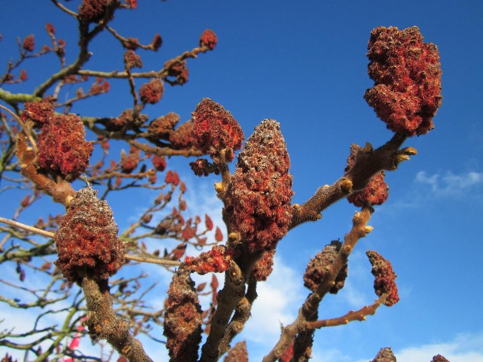 Artifacts for Learning Staghorn Sumac Not to be confused with poison sumac, which is an entirely different plant, staghorn sumac is neither poisonous to humans nor invasive, as it s growing patterns