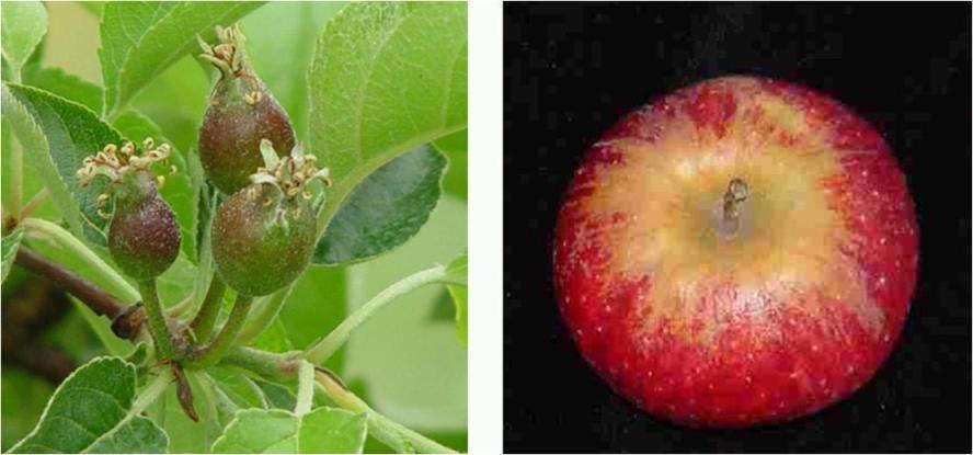 Stem-end Control Russet is