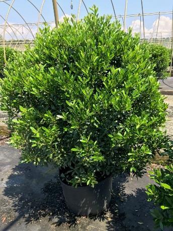 ILEX GLABRA SHAMROCK Another good selection that has gained acceptance in the
