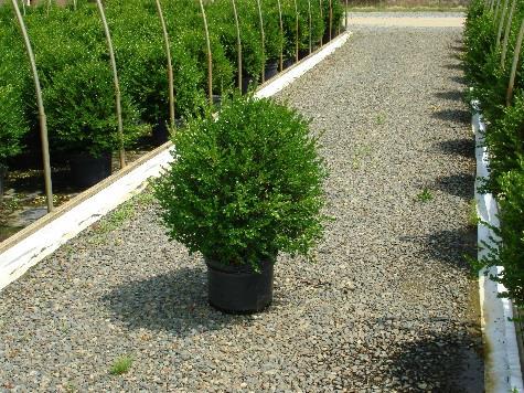 BOXWOOD WINTER GEM Dark green, oval-shaped leaves with a small dense compact