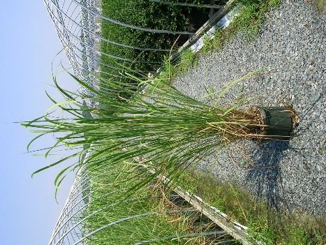6 Mature spread: 4-5 Grown in: #3 Pot GRASS MISCANTHUS MORNING LIGHT Grows to 4,
