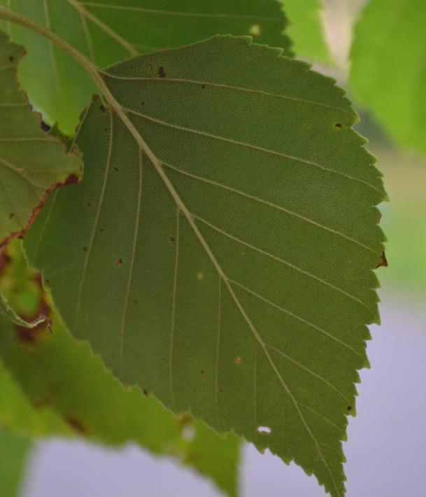 hand-shaped leaves versus the white birch s smaller, oval-shaped leaves with a pointed tip. The birch leaf is also irregularly toothed. These grow almost exclusively in northern climates.