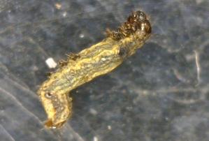 Mortality visualization of infected S. Litura larvae by entomopathogenic fungi (A) control (distilled water), (B) dead larva of S. litura infected by B. bassiana (C) dead larva of S.