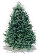 When crushed, the needles have a disagreeable odor, thus, the name of skunk spruce or cat spruce is often used by those familiar with the species. The bark is thin and light grayish-brown.