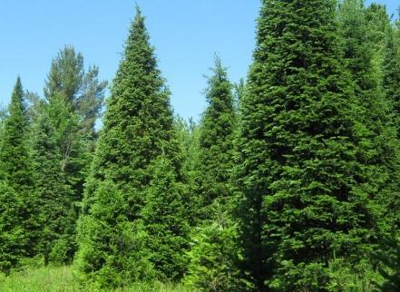 It is symmetrically conical in youth and becomes irregular and rounded with age. The needles are silvery blue-green and 2-3 inches long, the longest of any fir.