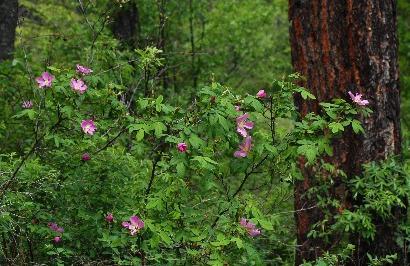 Woods Rose Rosa woodsii Alternative Names: wild rose, mountain rose, pearhip rose, prairie rose, Tehachapi rose, western wild rose Description: much-branched shrub, 2 to 10 feet tall, often growing