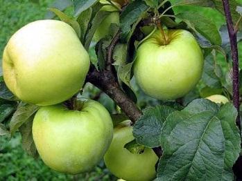 Planting Advise/Up-Keep: Plant apple trees 25 feet apart if they are to be kept well-pruned, 35 feet if they will be allowed to grow to full size.