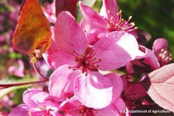 Magenta Crabapple Malus magenta Description: An attractive compact tree, reaching heights up to 30 feet that has ascending reddish-brown branches and a symmetrical pyramidal or rounded crown.