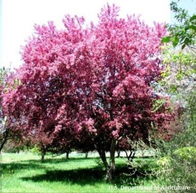 Highly resistant to cedar-apple rust and fire blight. Use: Can be used for single-row windbreaks and rural roadside beautification cover and for plantings in recreational development.