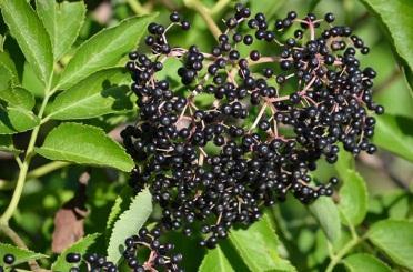 Wildlife Uses: The purple-black fruit is attractive to birds that spread the seeds. Planting/Up-keep Advice: Prune heavily in the winter to maintain thick form.