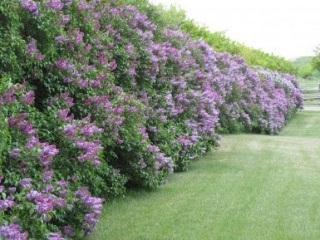 Common Lilac Syringa vulgaris Alternative Names: French lilac Description: Grows 8-15 feet tall