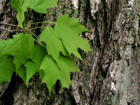 Silver maple is ideal for riparian forest buffer installations due to its common presence in such sites and its rapid growth and early maturity.