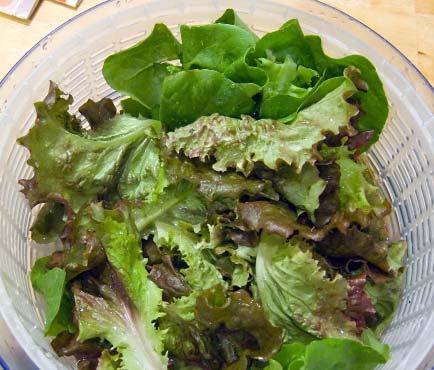 Simon had a salad for lunch. How did 3 the salad start? The salad started as a head of lettuce. When Simon ate his salad, the lettuce was in small bites.