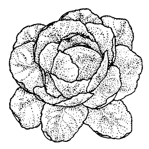 Florida 4 H Horticulture Identification and Judging Study Manual Vegetables Page 5 Brussels Sprouts (Brassica oleracea, Gemmifera group) The plants are upright with a single stalk thickly set with