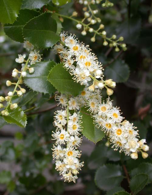 Holly-leaf cherry (Prunus ilicifolia) Key