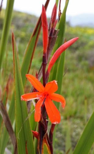 category forbs & herbs Bulbil watsonia (Watsonia meriana) (Iridaceae) Flower Color: Bloom Time: Flower Description: Brick-red May-July Infl.