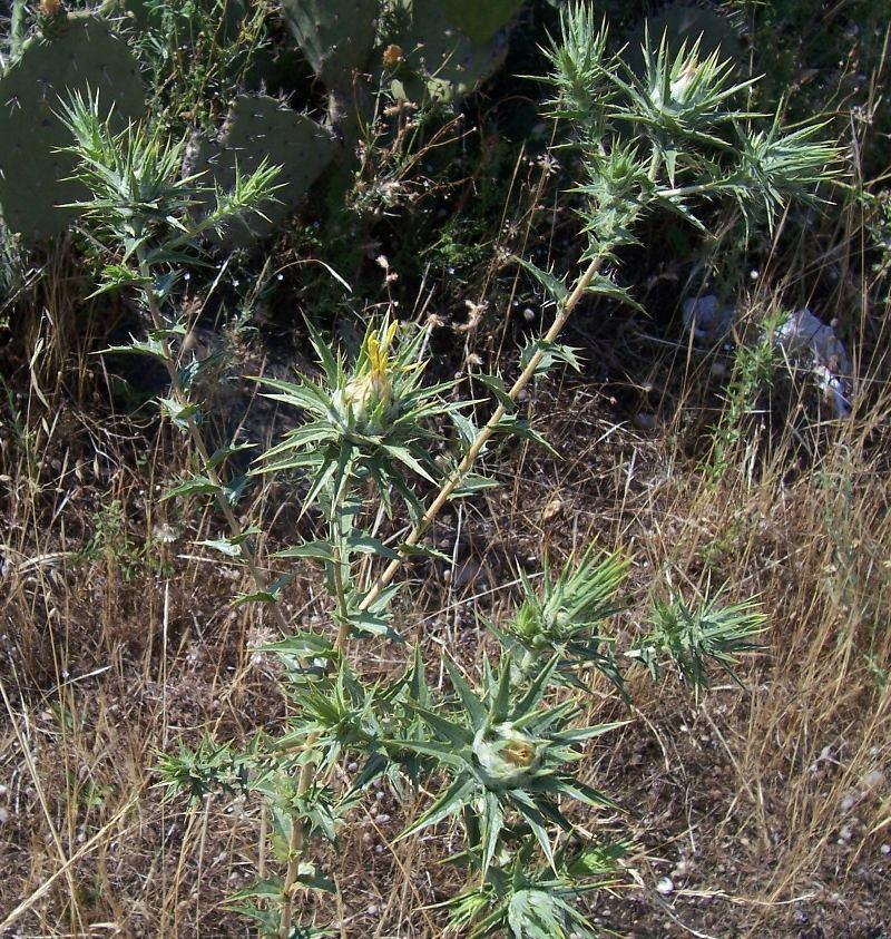 category forbs & herbs Woolly distaff thistle (Carthamus lanatus) (Asteraceae) Size: 0.4-1 meter tall Ecology: Disturbed ground, grassland, oak woodland; < 1100 m. elev.