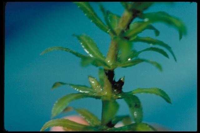Perianth parts all similar unlike most other species that could June-August be confused with Hydrilla. Flower Color:? Bloom Time: Fruit & Seed: Fruit 5-6mm.