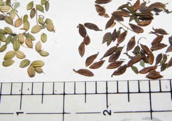 Spring-flowering Species For most seeds that ripen mid-june or earlier: Often do not change color; touch test only Seed can drop completely in less than a week Difficult to judge timing Typically