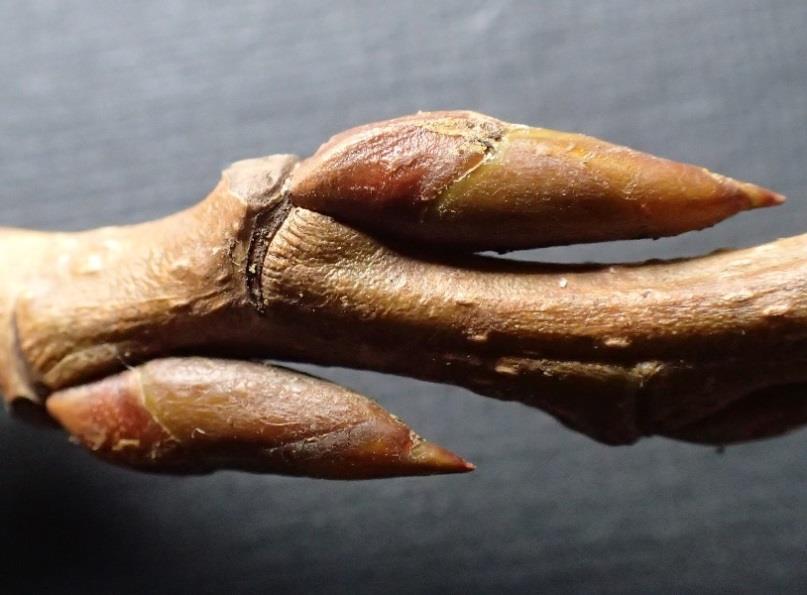 All willow species have the following common features: - 1) Willow buds only have one visible bud scale (the