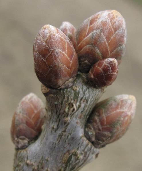with one bud scale Willow species have single buds, each with one bud scale Poplar and Oak species Bud