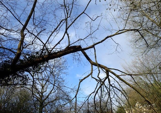 Crack Willow (Salix