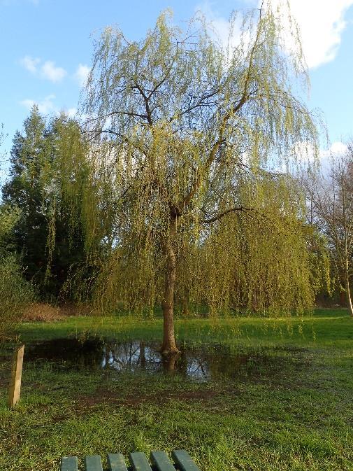 Weeping Willow (Salix x sepulchralis)