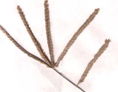 Spikelets overlapping in two rows on the underside of the rachis.