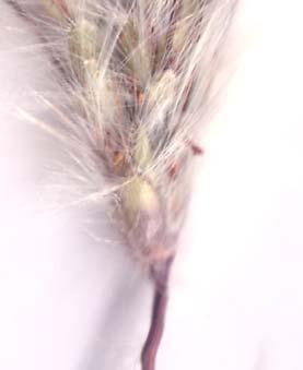 Dichanthium Bluegrasses From the Greek dicha (in two, apart) and anthos (flowers), alluding to the two kinds of spikelet pairs in the raceme.