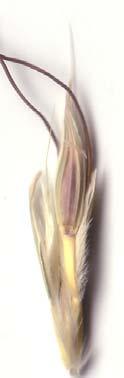 The spikelets are paired, one sessile and one pedicelled, partially embedded in rachis.