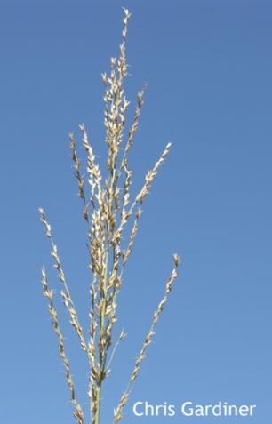 The inflorescence is an open or contracted panicle.