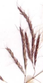 The inflorescence is highly variable. The lower glumes of the spikelets are usually not pitted.