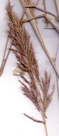 The differences between the genera are shown in the table below: Bothriochloa Capillipedium Infloresence, usually an