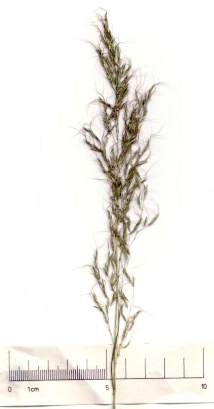 The spikelets in pairs or triplets; one sessile spikelet and 1 or 2 pedicelled spikelets. Mature spikelets are often purplish coloured.