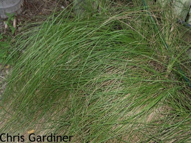 Subfamily: Micrairoideae; Tribe: Eriachneae Species: World = 48, Australia = 48 Chrysopogon fallax Golden Beard Grass Key to the 4 species of Eriachne on campus: 1 Lemma with a distinct