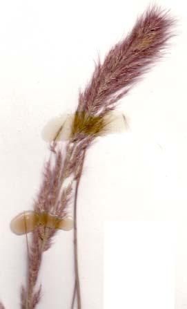 Ectrosia From the Greek ectrosis (miscarriage), referring to the spikelets with only 1 or 2 basal bisexual flowers, with male or empty lemmas above them.