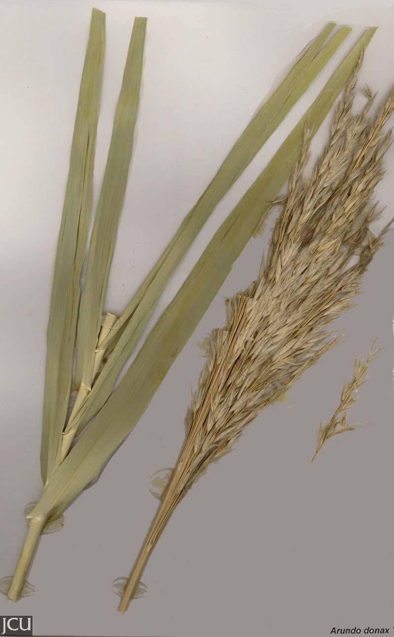 From Latin arundo (reed). Arundo Arundo donax Giant Reed Tall perennials with thick, knotty rhizomes.