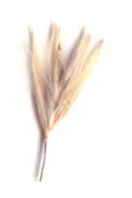 Inflorescence an open panicle. Spikelets solitary, lemmas covered with long, soft hairs.