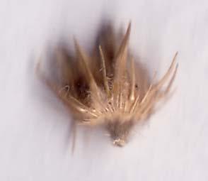 Annual usually less than 50 cm tall, spikelets covered with coarse, sharply pointed spines, forming burrs.