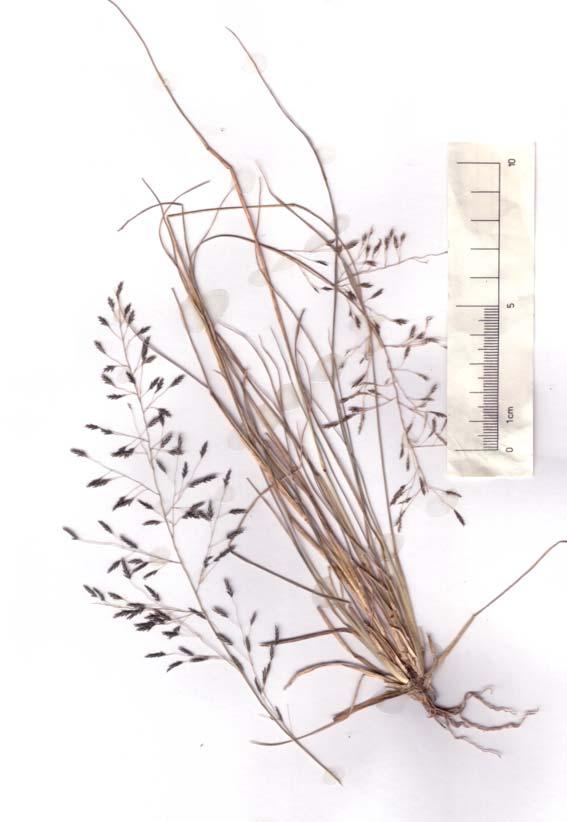 Eragrostis tenuifolia Elastic Grass Eriachne Wanderrie Grasses See Group 5 for full description of the genus.