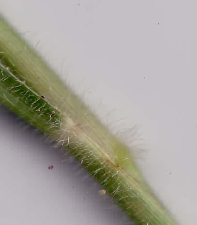 Fertile lemma smooth Subfamily: Panicoideae; Tribe: Paniceae Species: World = c 370, Australia = 35 Key to Panicum species on campus: 1 Lower glume 30-50% the length of the spikelet; leaf sheaths