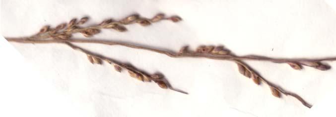 Annuals or perennials, of various habit. Spikelets solitary, in pairs or clustered. Glumes unequal, lower glume shorter than spikelet. Fertile lemma rugose (wrinkled).