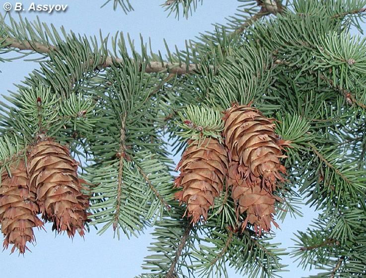 Pseudotsuga Pinaceae Douglas Fir Handsome coniferous trees, native to North America and Asia, in Europe introduced and widely planted. In some places it is well established and self-seeding.
