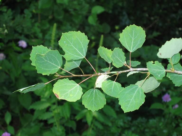 (Populus tremula) with peculiar and