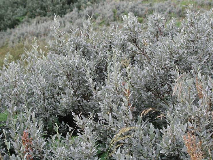 Salix lapponum a dwarf