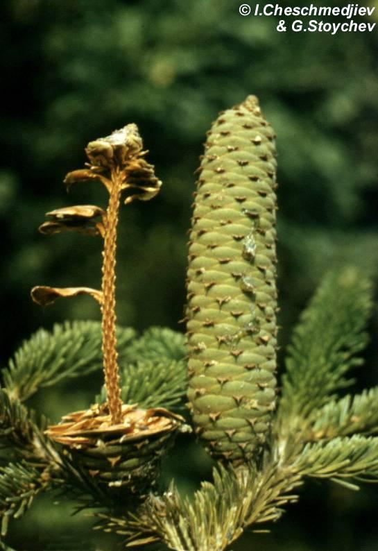 Abies Pinaceae Fir Magnificent coniferous trees, some of them native to Europe, others introduced.